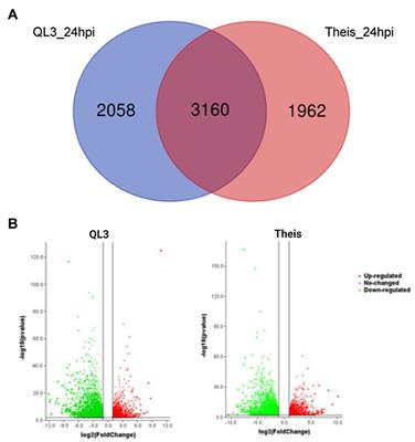 RNA-Sequencing in Resistant (QL3) and Susceptible (Theis) Sorghum Cultivars Inoculated With Johnsongrass Isolates of Colletotrichum sublineola